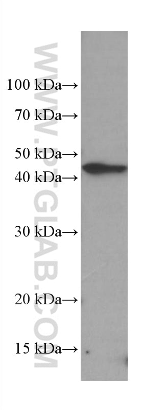 WB analysis of HepG2 using 66811-1-Ig