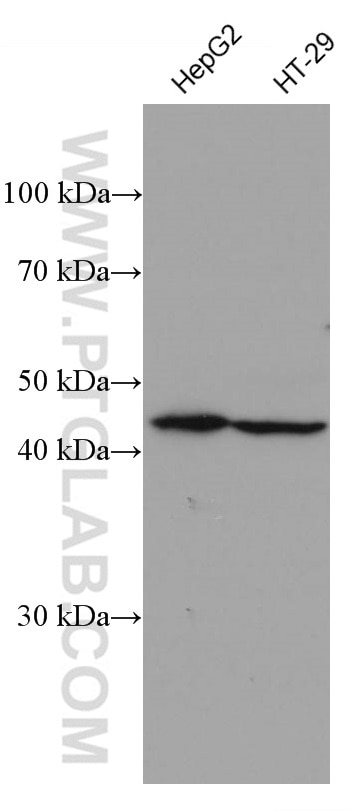 Western Blot (WB) analysis of various lysates using FFAR3 Monoclonal antibody (66811-1-Ig)