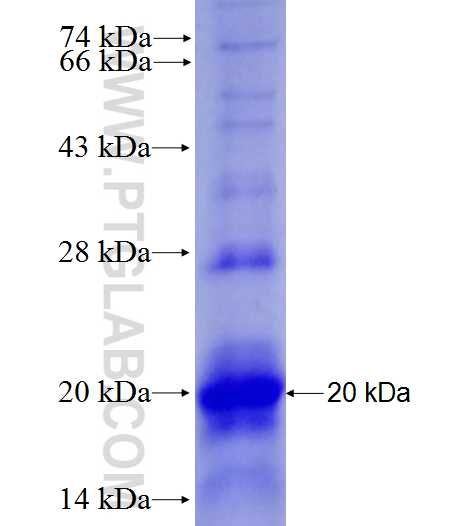 FFAR3 fusion protein Ag28025 SDS-PAGE