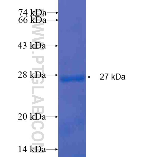 FGA fusion protein Ag10196 SDS-PAGE