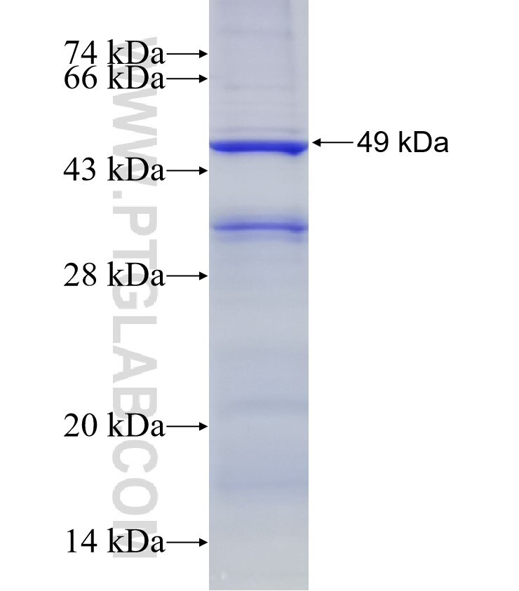 FGA fusion protein Ag9567 SDS-PAGE