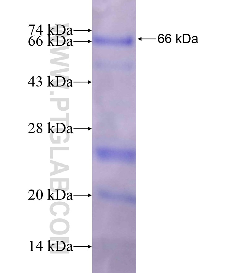 FGB fusion protein Ag10169 SDS-PAGE