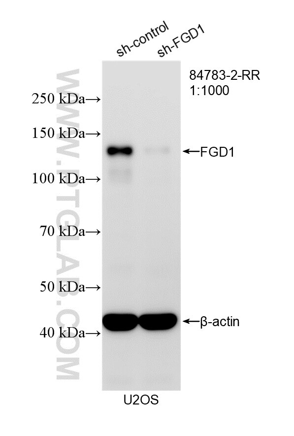 WB result of FGD1 antibody (84783-2-RR; 1:1000; incubated at room temperature for 1.5 hours) with sh-Control and sh-FGD1 transfected U2OS cells. Western Blot (WB) analysis of U2OS cells using FGD1 Recombinant monoclonal antibody (84783-2-RR)