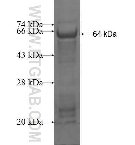 FGD1 fusion protein Ag3861 SDS-PAGE