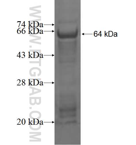 FGD1 fusion protein Ag3861 SDS-PAGE