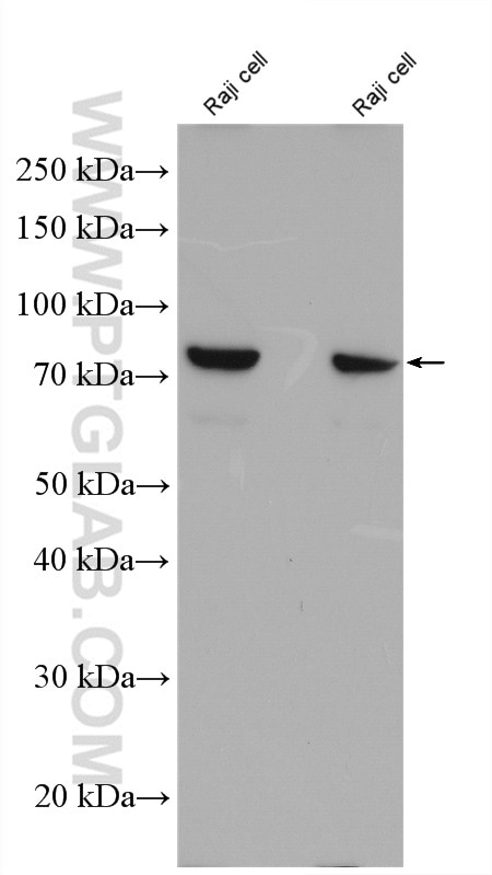 Western Blot (WB) analysis of Raji cells using FGD2 Polyclonal antibody (27068-1-AP)