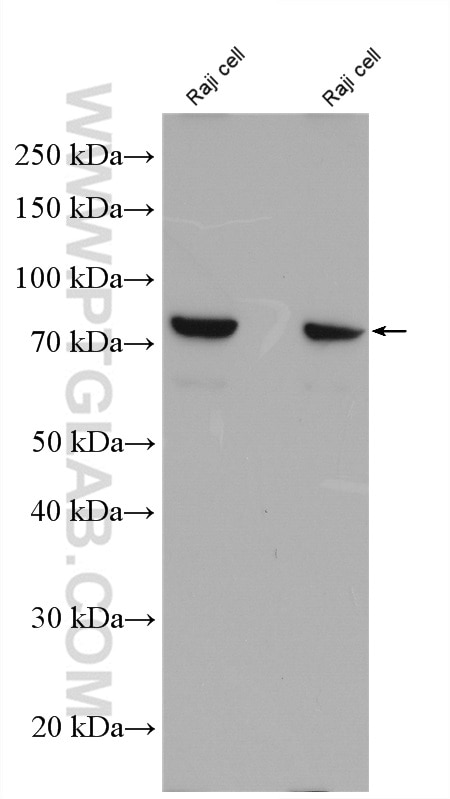 WB analysis of Raji using 27068-1-AP