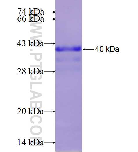 FGD2 fusion protein Ag25782 SDS-PAGE