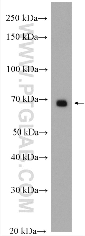 Western Blot (WB) analysis of HEK-293T cells using FGD3 Polyclonal antibody (20347-1-AP)