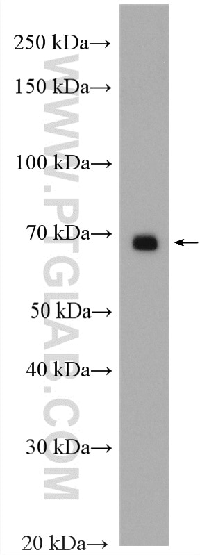 WB analysis of HEK-293T using 20347-1-AP