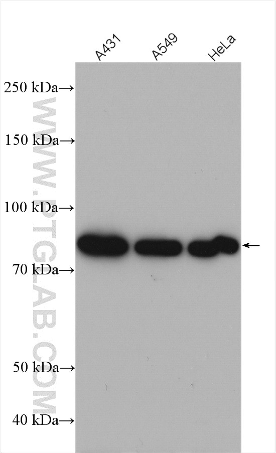 Western Blot (WB) analysis of various lysates using FGD3 Polyclonal antibody (20347-1-AP)