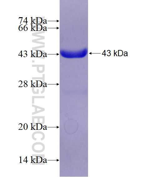 FGD3 fusion protein Ag14155 SDS-PAGE