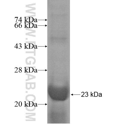 FGD3 fusion protein Ag14843 SDS-PAGE