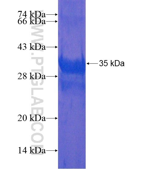 FGD4 fusion protein Ag21697 SDS-PAGE