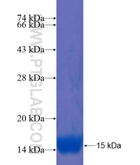 FGD4 fusion protein Ag21713 SDS-PAGE