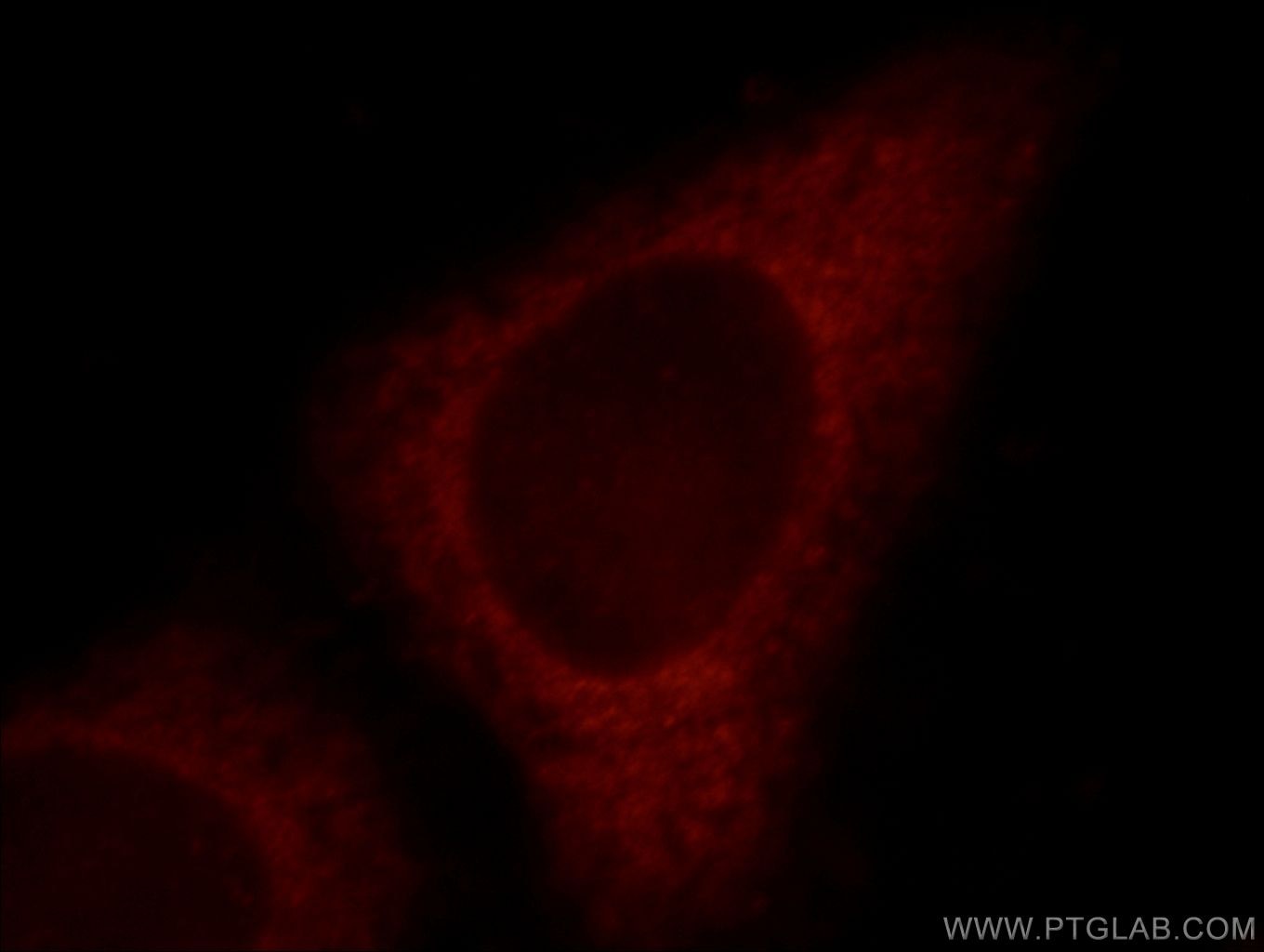 Immunofluorescence (IF) / fluorescent staining of HepG2 cells using FGD5 Polyclonal antibody (20910-1-AP)