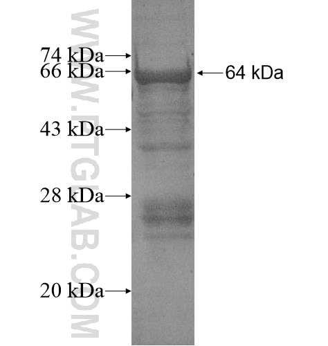 FGD5 fusion protein Ag15037 SDS-PAGE