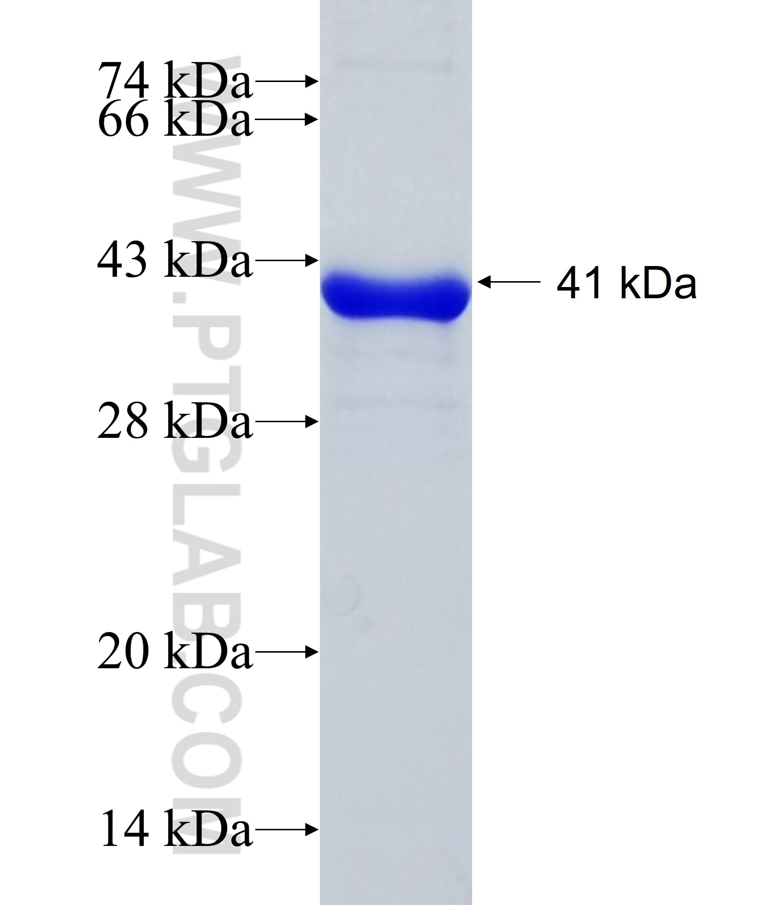 FGD5 fusion protein Ag15446 SDS-PAGE