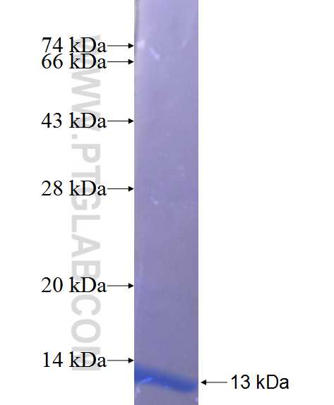 FGD6 fusion protein Ag22027 SDS-PAGE