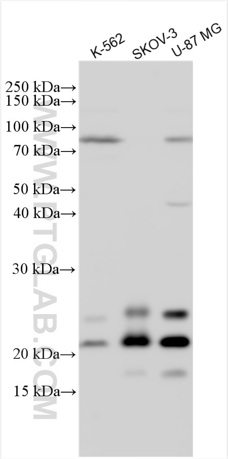 Western Blot (WB) analysis of various lysates using FGF-2 Polyclonal antibody (30333-1-AP)