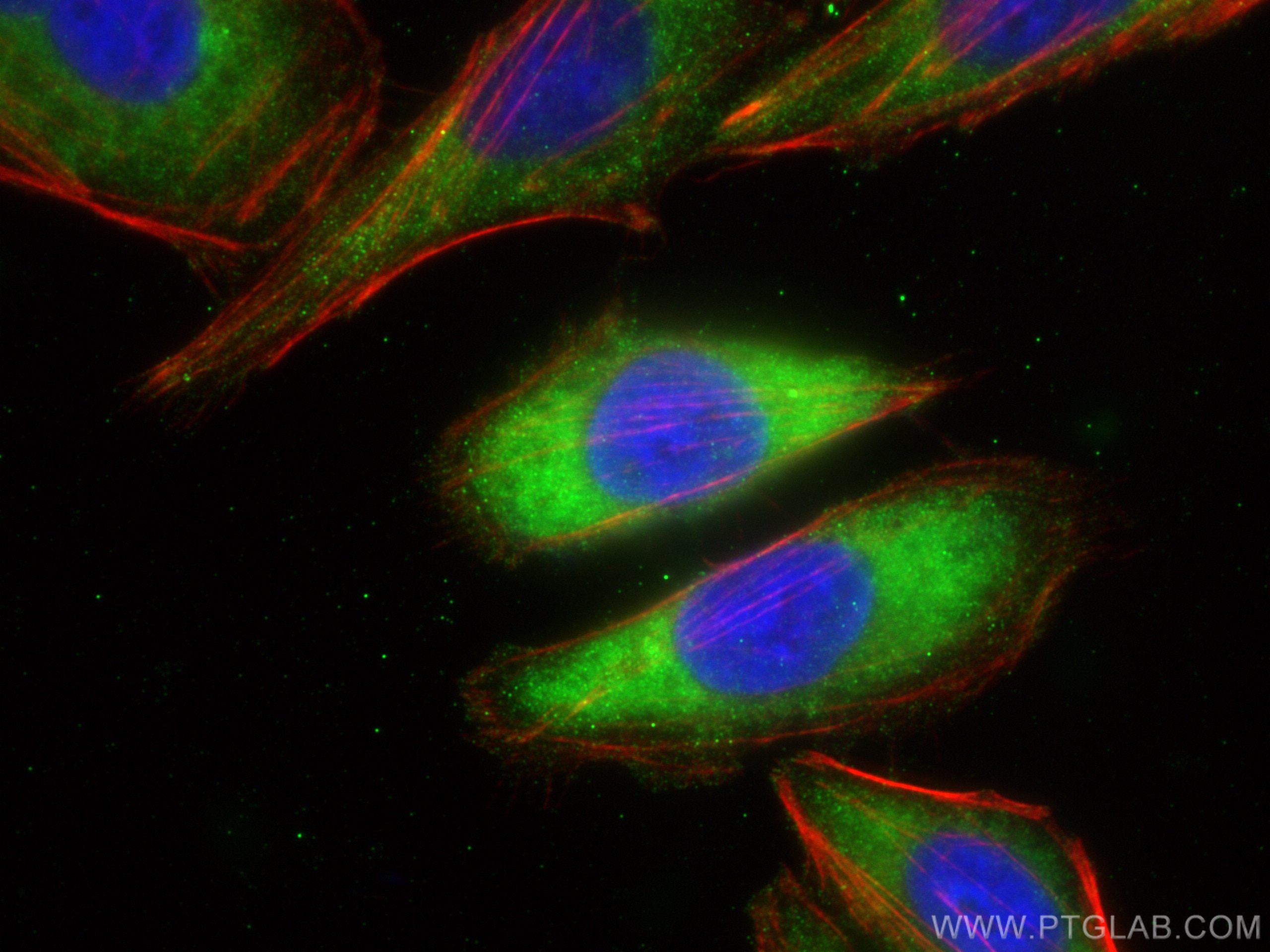Immunofluorescence (IF) / fluorescent staining of HepG2 cells using FGF1 Polyclonal antibody (17400-1-AP)