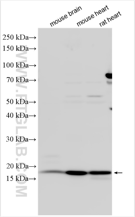 Western Blot (WB) analysis of various lysates using FGF1 Polyclonal antibody (17400-1-AP)