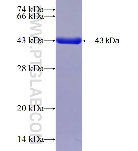 FGF1 fusion protein Ag11366 SDS-PAGE