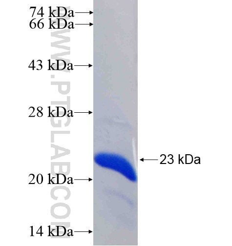 FGF1 fusion protein Ag11672 SDS-PAGE