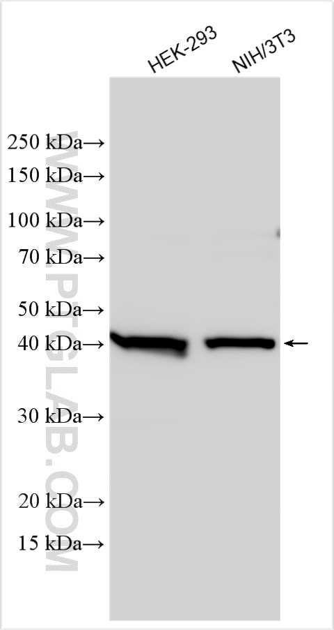 Western Blot (WB) analysis of various lysates using FGF10 Polyclonal antibody (29749-1-AP)