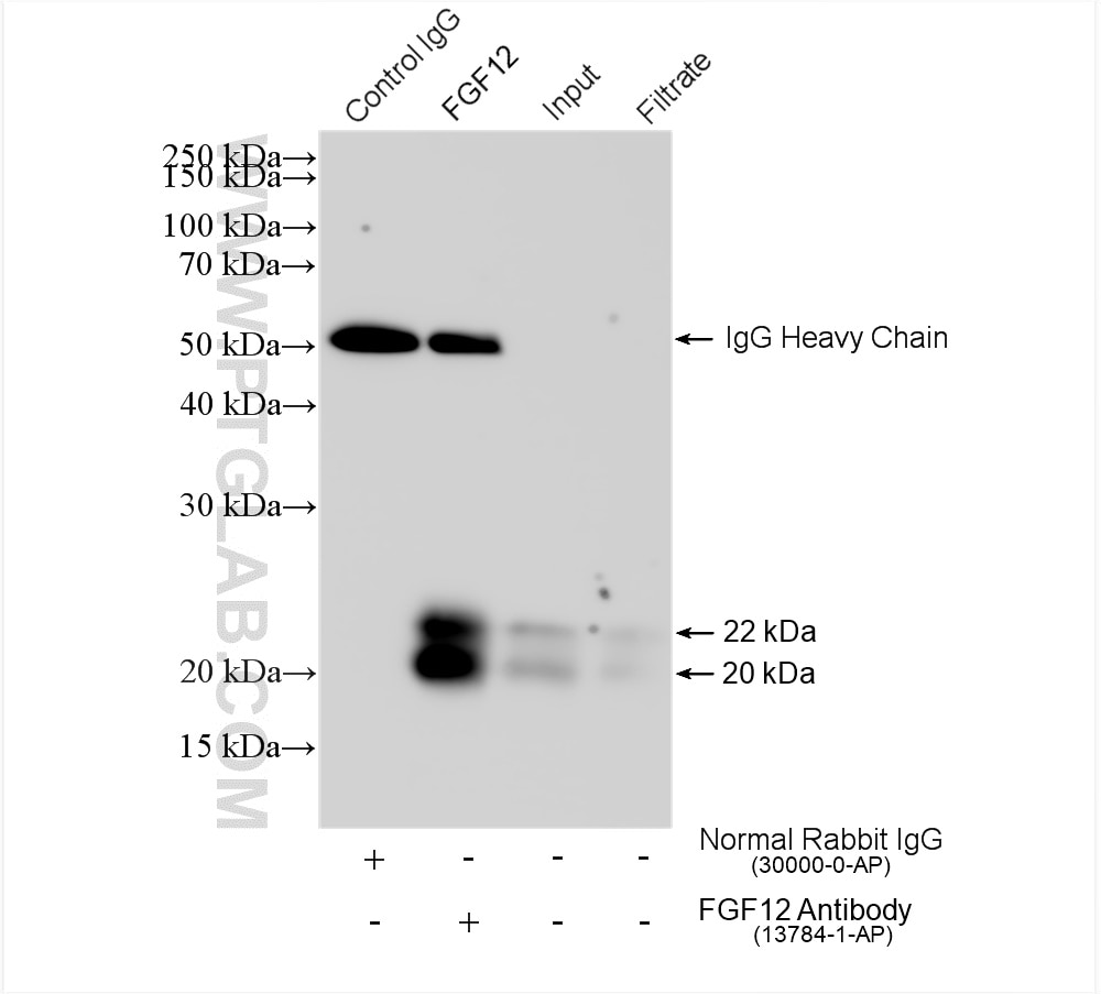 Immunoprecipitation (IP) experiment of mouse brain tissue using FGF12 Polyclonal antibody (13784-1-AP)