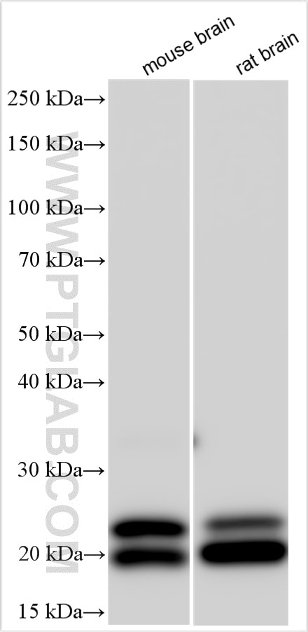 Western Blot (WB) analysis of various lysates using FGF12 Polyclonal antibody (13784-1-AP)