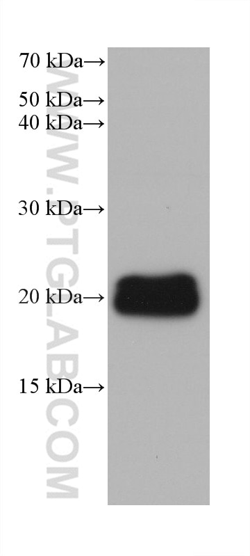 Western Blot (WB) analysis of rat brain tissue using FGF12 Monoclonal antibody (60152-1-Ig)