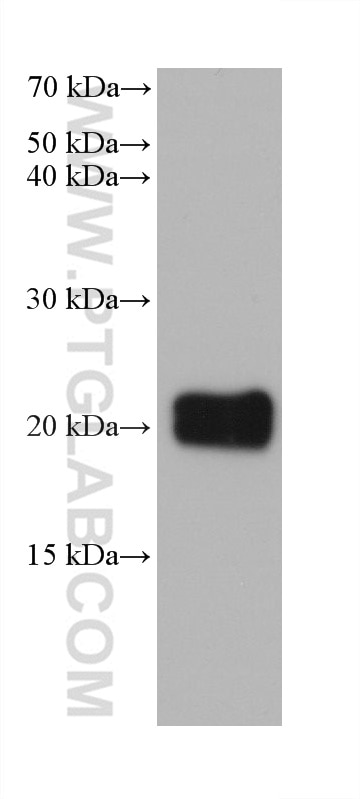 Western Blot (WB) analysis of mouse brain tissue using FGF12 Monoclonal antibody (60152-1-Ig)