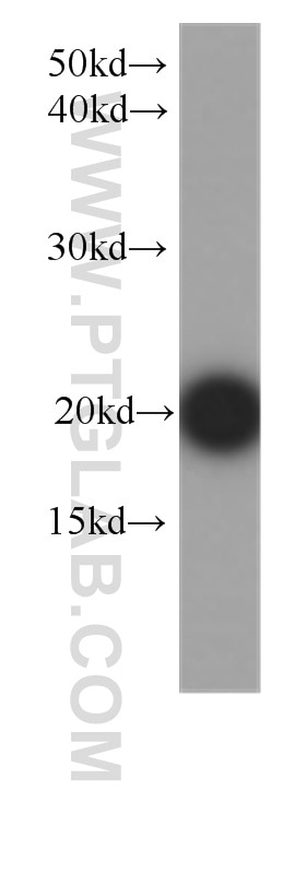 Western Blot (WB) analysis of human brain tissue using FGF12 Monoclonal antibody (60152-1-Ig)