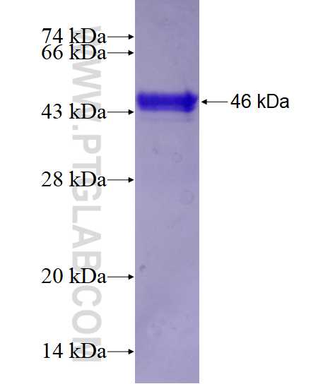 FGF12 fusion protein Ag4797 SDS-PAGE