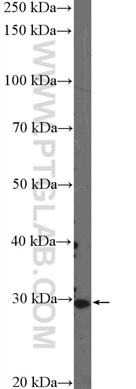 Western Blot (WB) analysis of mouse heart tissue using FGF13 Polyclonal antibody (26235-1-AP)