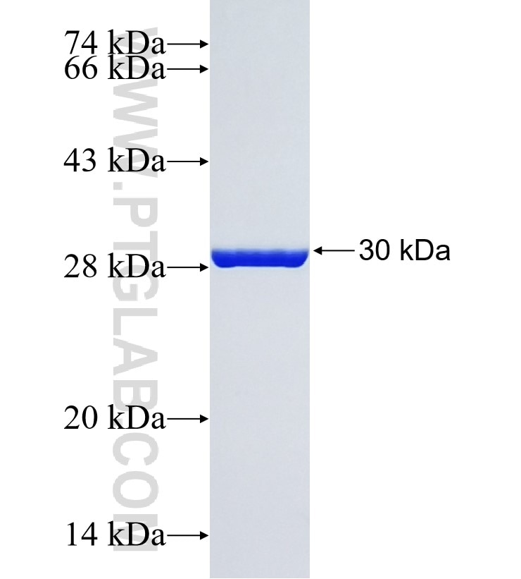 FGF13 fusion protein Ag23965 SDS-PAGE