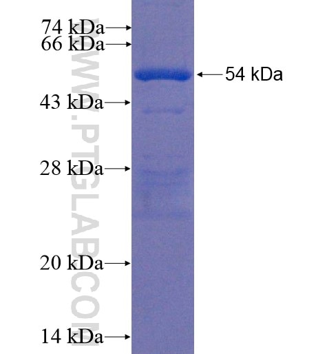 FGF13 fusion protein Ag3942 SDS-PAGE