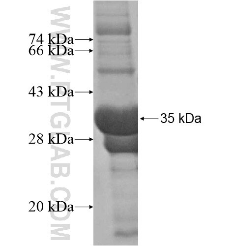 FGF14 fusion protein Ag15797 SDS-PAGE