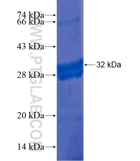 FGF16 fusion protein Ag20463 SDS-PAGE