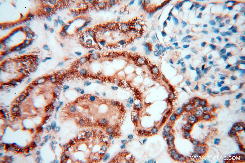 IHC staining of human kidney using 16876-1-AP