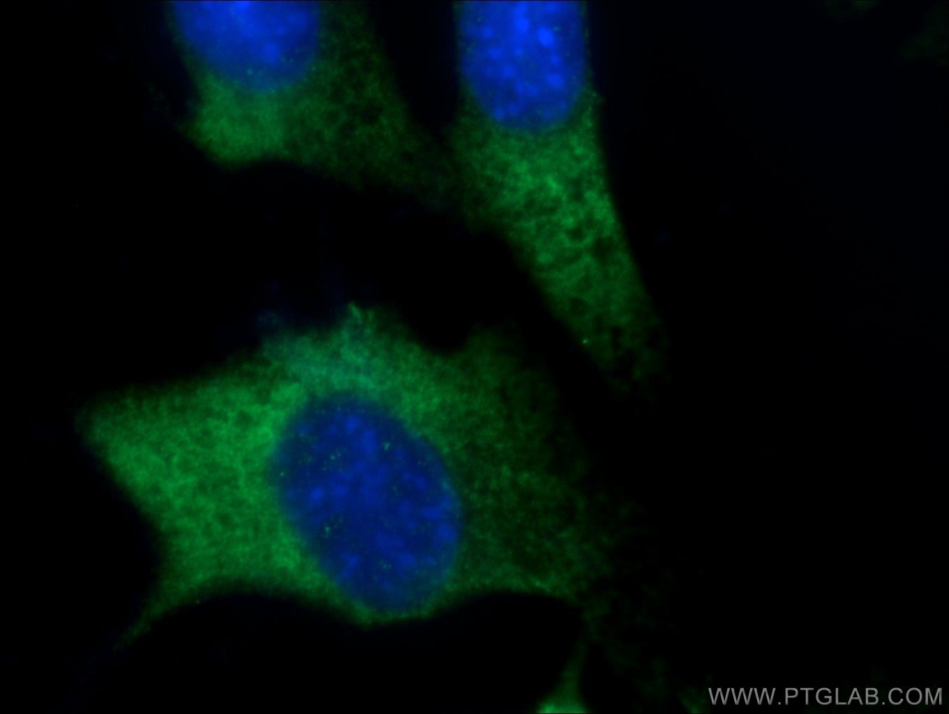 Immunofluorescence (IF) / fluorescent staining of NIH/3T3 cells using FGF17 Polyclonal antibody (25314-1-AP)
