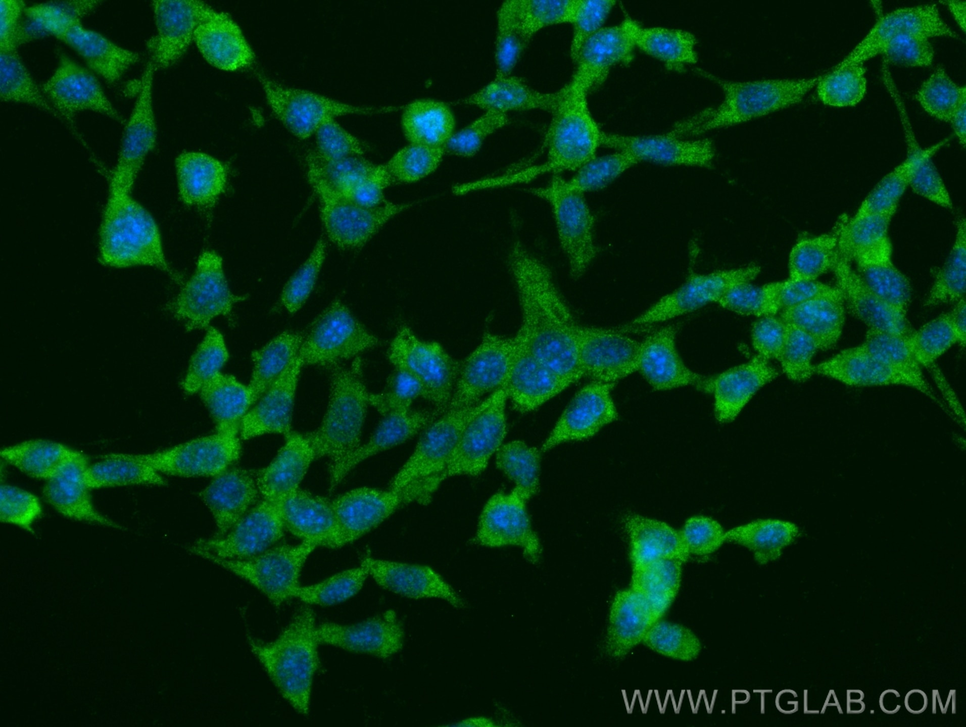 Immunofluorescence (IF) / fluorescent staining of NIH/3T3 cells using FGF17 Polyclonal antibody (25314-1-AP)