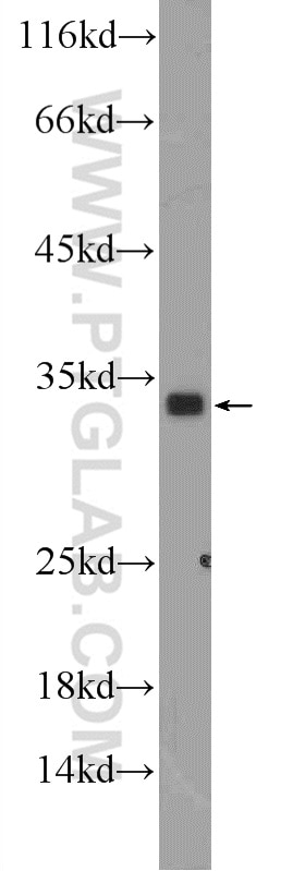 Western Blot (WB) analysis of PC-3 cells using FGF17 Polyclonal antibody (25314-1-AP)