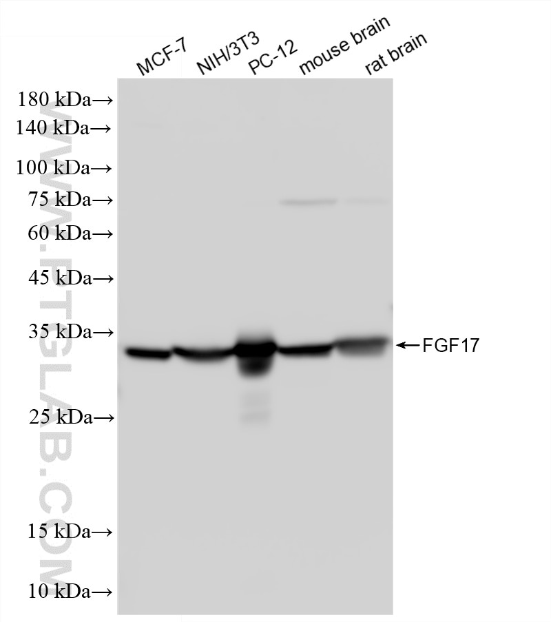 Western Blot (WB) analysis of various lysates using FGF17 Polyclonal antibody (25314-1-AP)