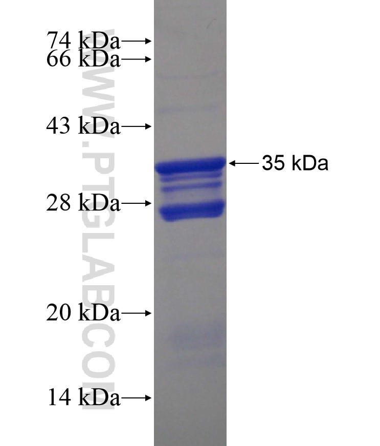 FGF17 fusion protein Ag17807 SDS-PAGE