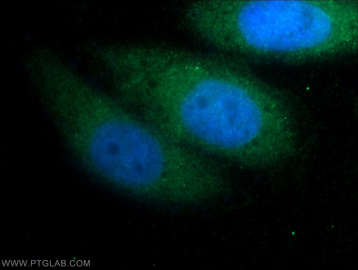 Immunofluorescence (IF) / fluorescent staining of HepG2 cells using FGF18 Polyclonal antibody (11495-1-AP)