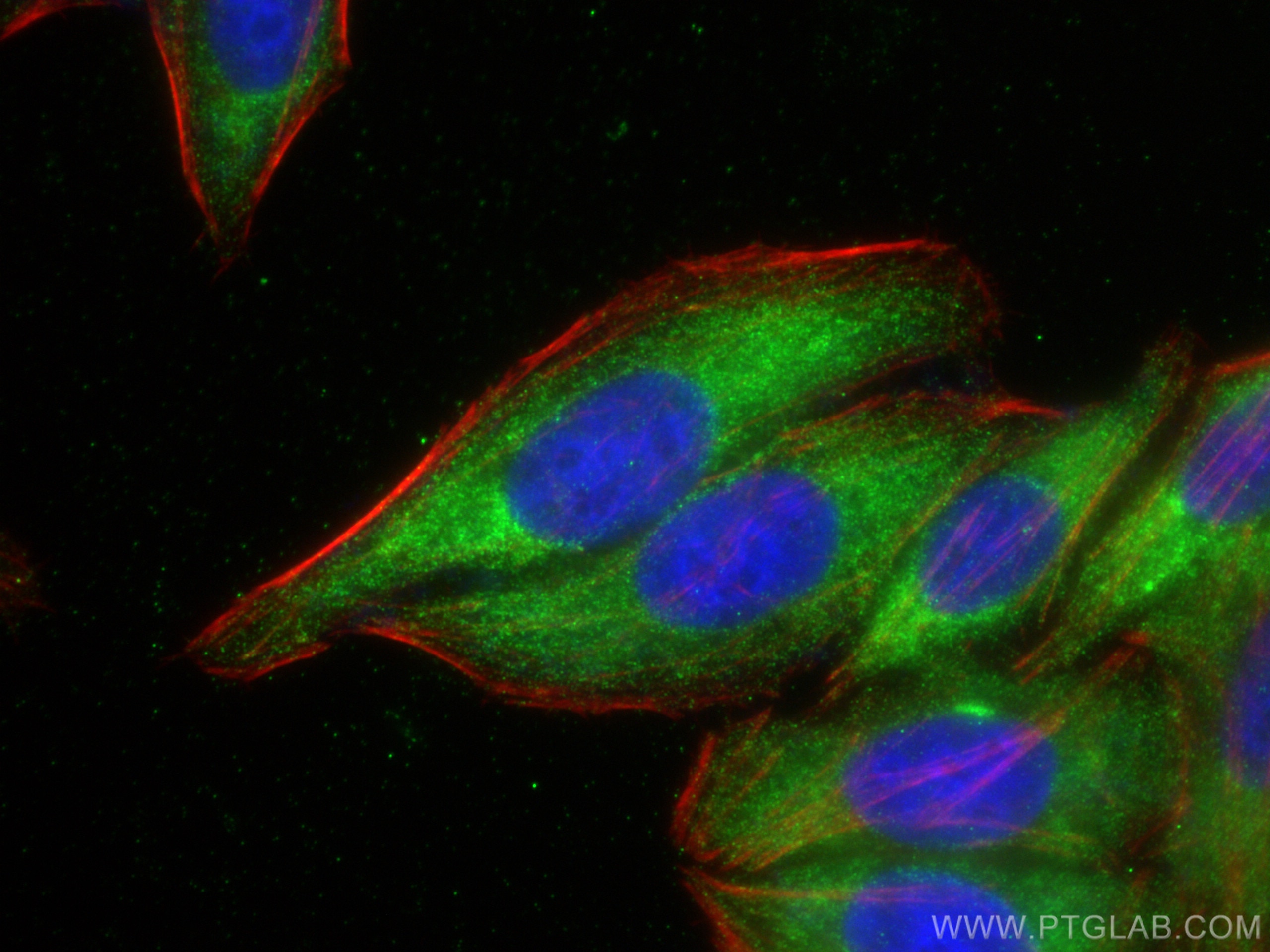 Immunofluorescence (IF) / fluorescent staining of HepG2 cells using FGF18 Polyclonal antibody (11495-1-AP)