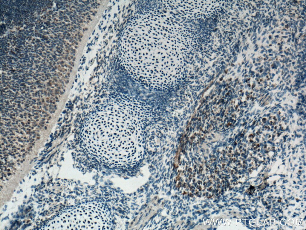 Immunohistochemistry (IHC) staining of mouse embryo tissue using FGF18 Polyclonal antibody (11495-1-AP)