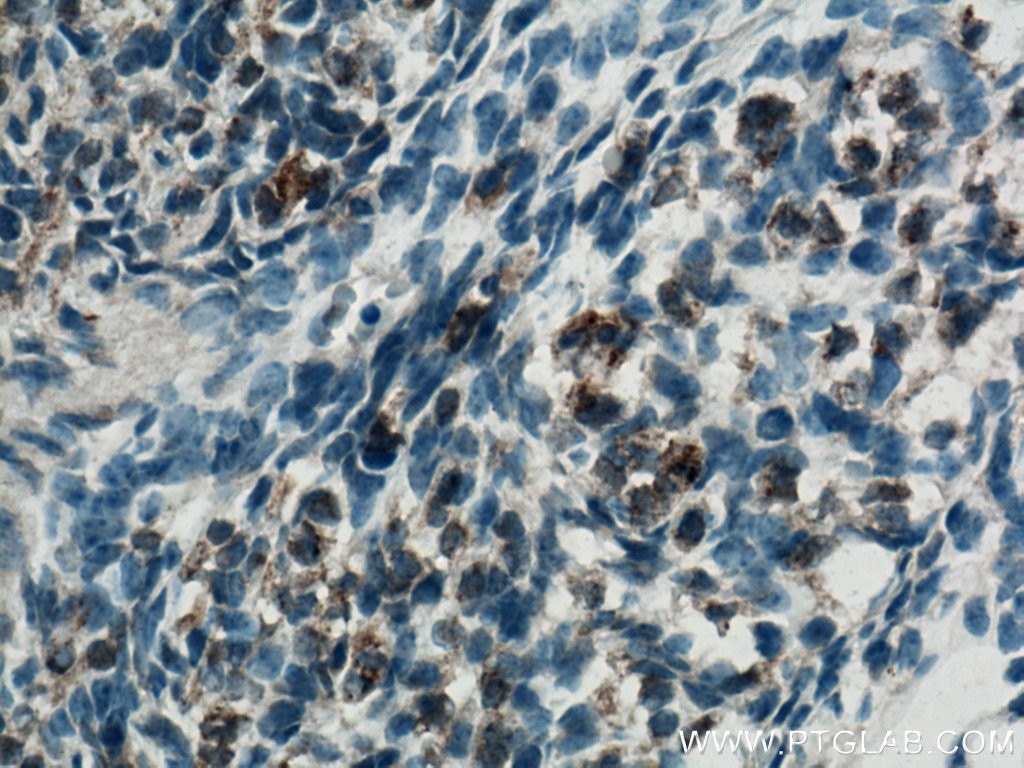 Immunohistochemistry (IHC) staining of mouse embryo tissue using FGF18 Polyclonal antibody (11495-1-AP)